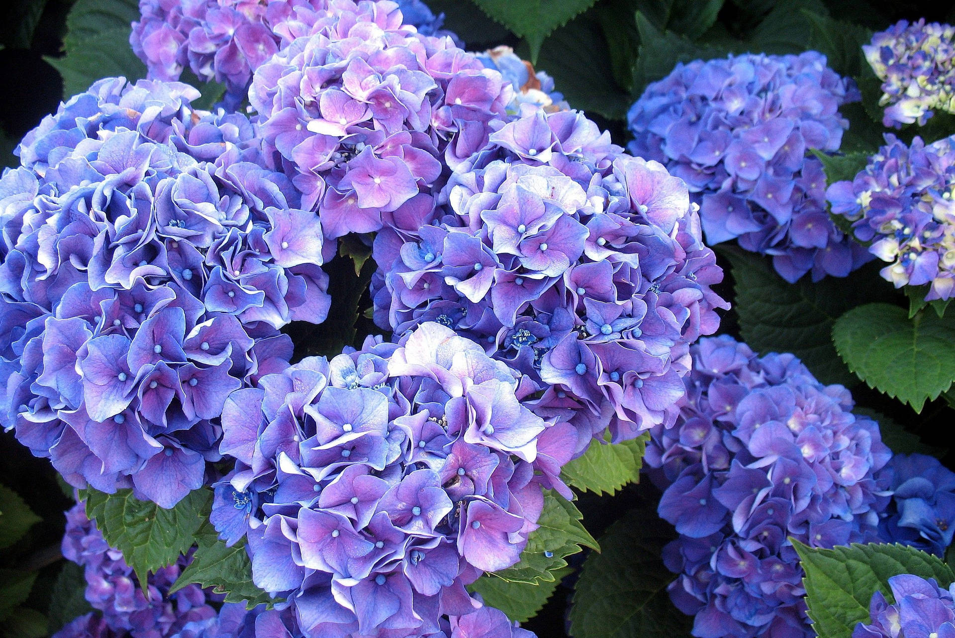 Bright Violet Hydrangea Flowers Background