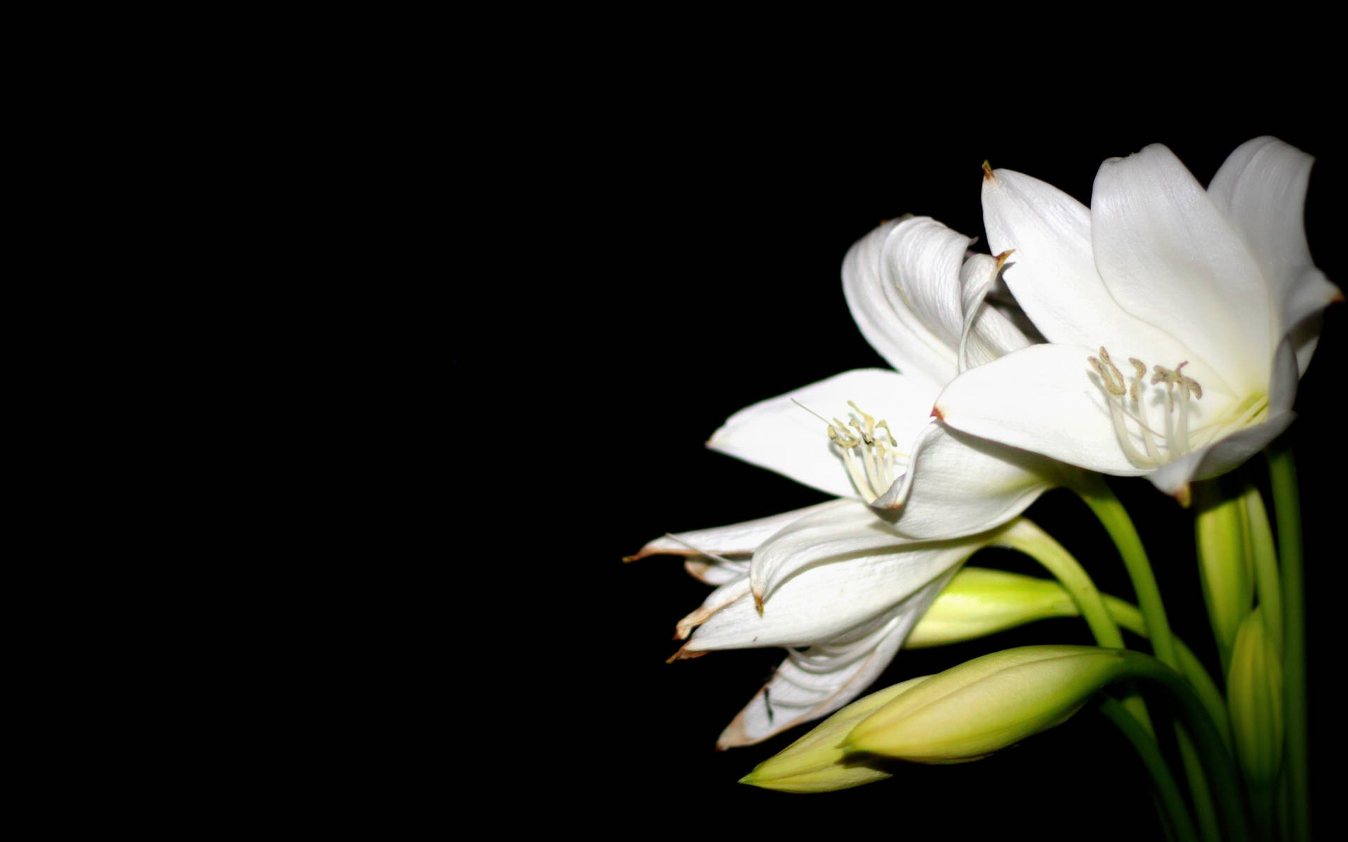 Bright White Lily Buds