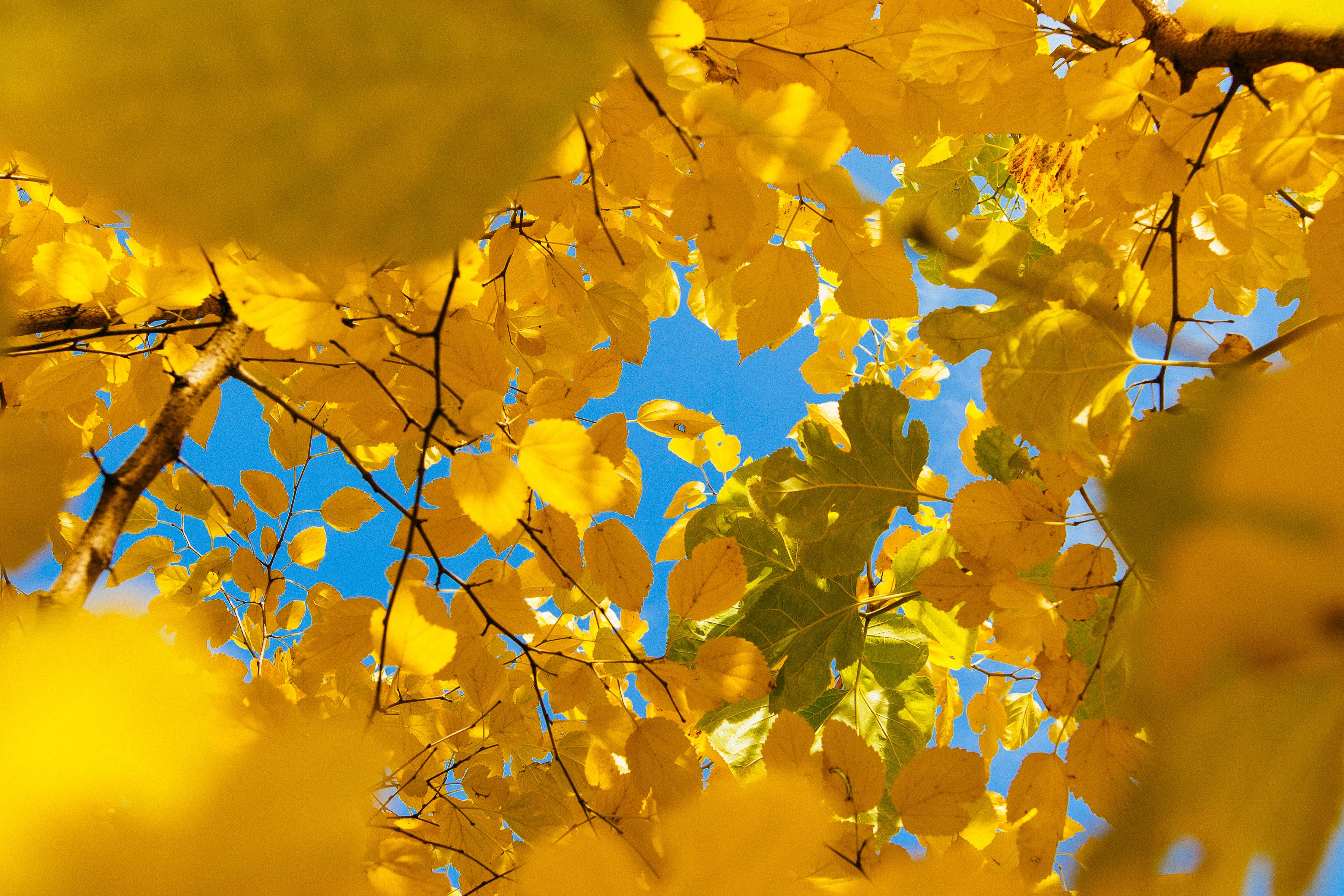 Bright Yellow Aesthetic Laptop On A Blooming Flower Background Background