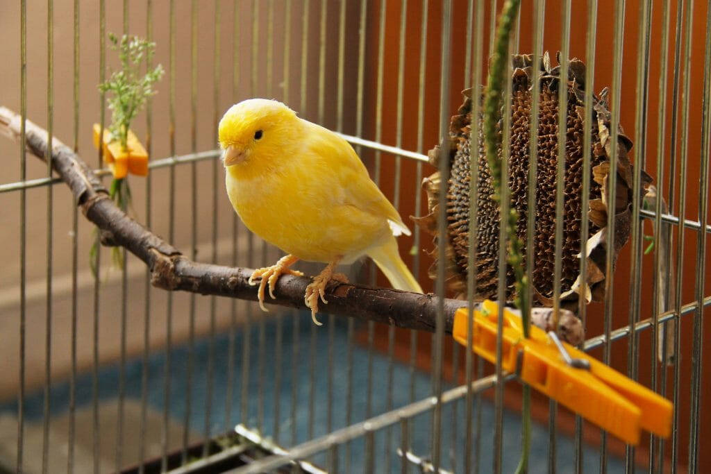 Bright Yellow Canary Bird Inside A Cage