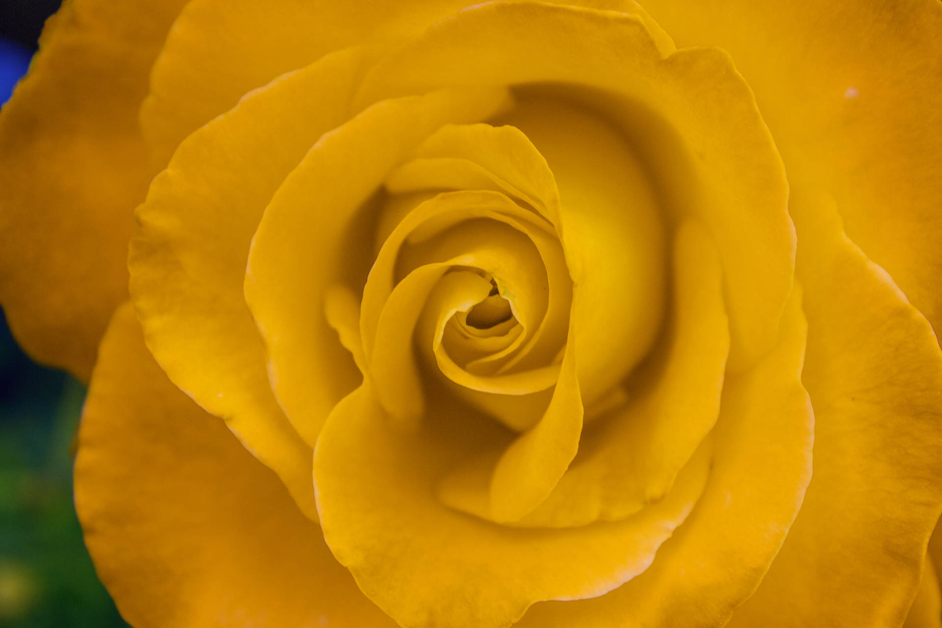 Bright Yellow-colored Beautiful Rose Hd Background