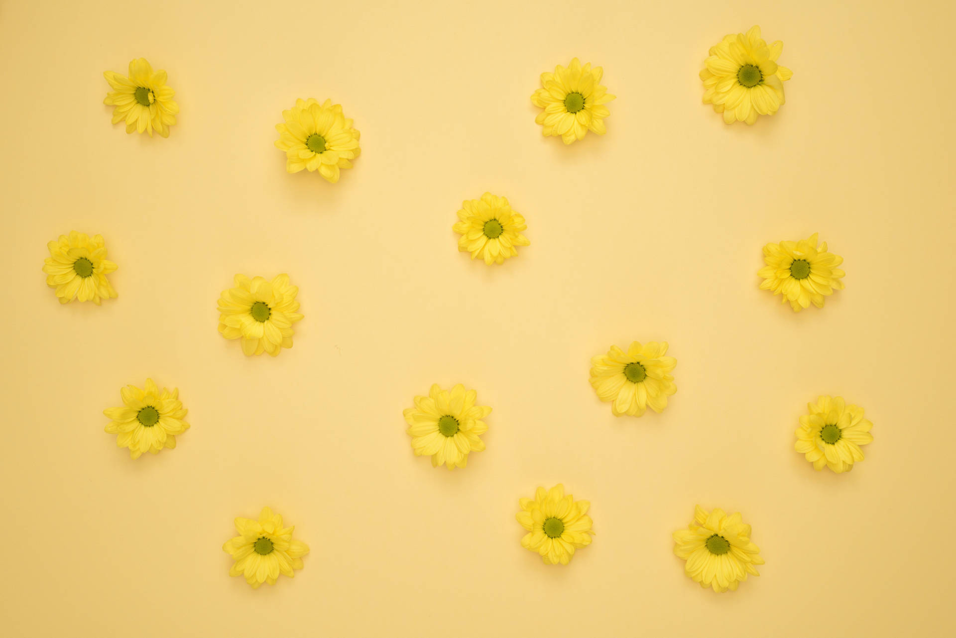 Bright Yellow Daisy On Yellow Table - Aesthetic Display Background