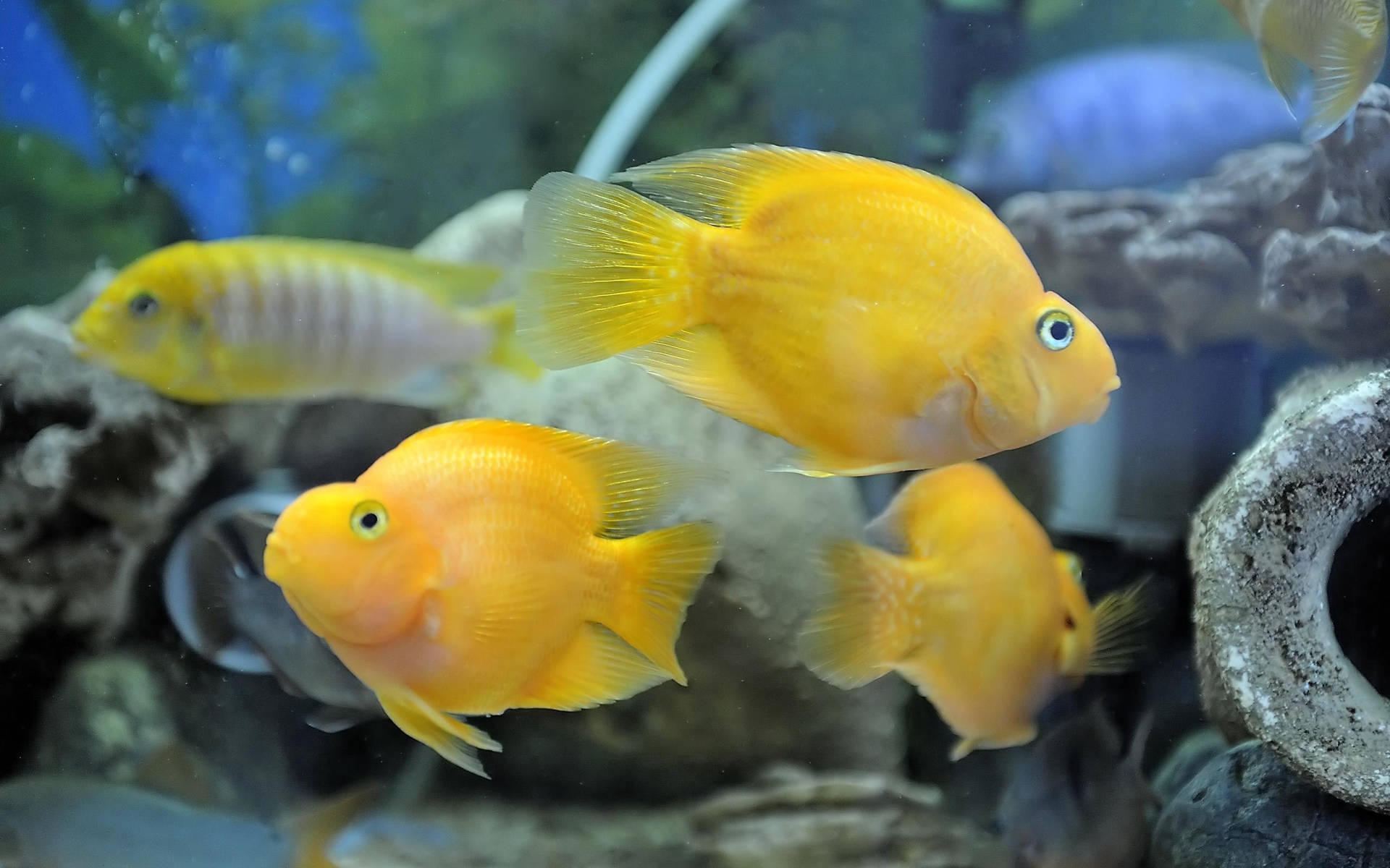 Bright Yellow Fish Underwater Background