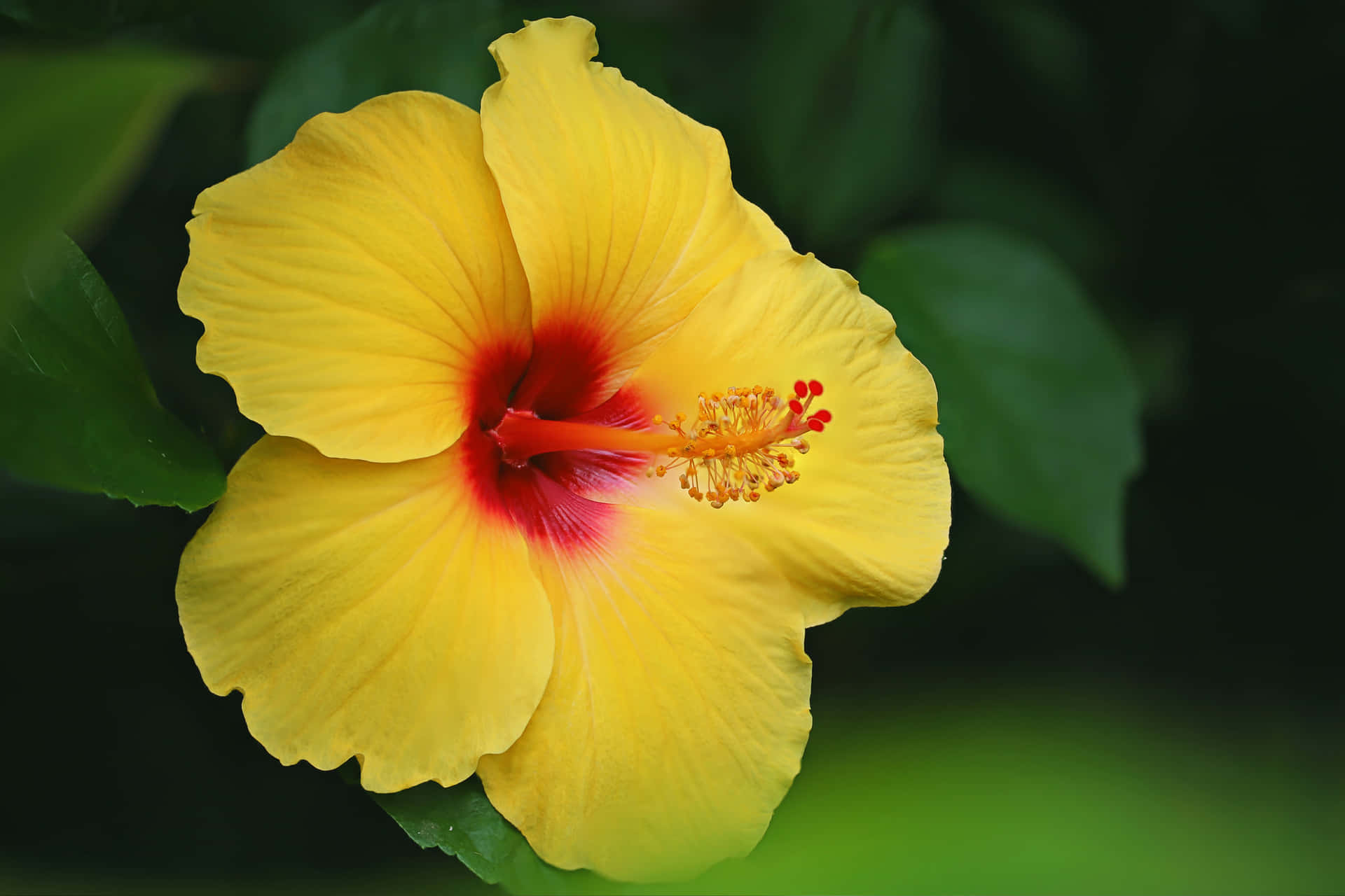 Bright Yellow Hibiscus Flower Background