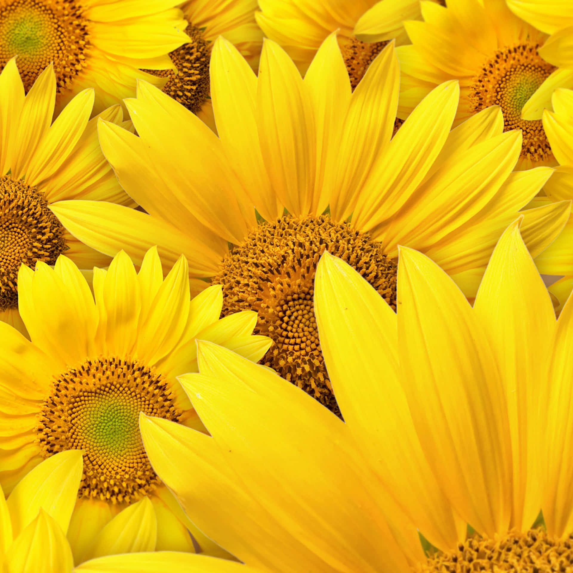 Bright Yellow Ipad Amidst Vibrant Sunflowers Background