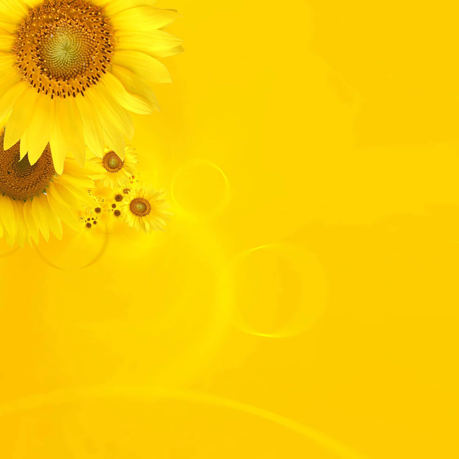 Bright Yellow Ipad With Sunflower Display Background