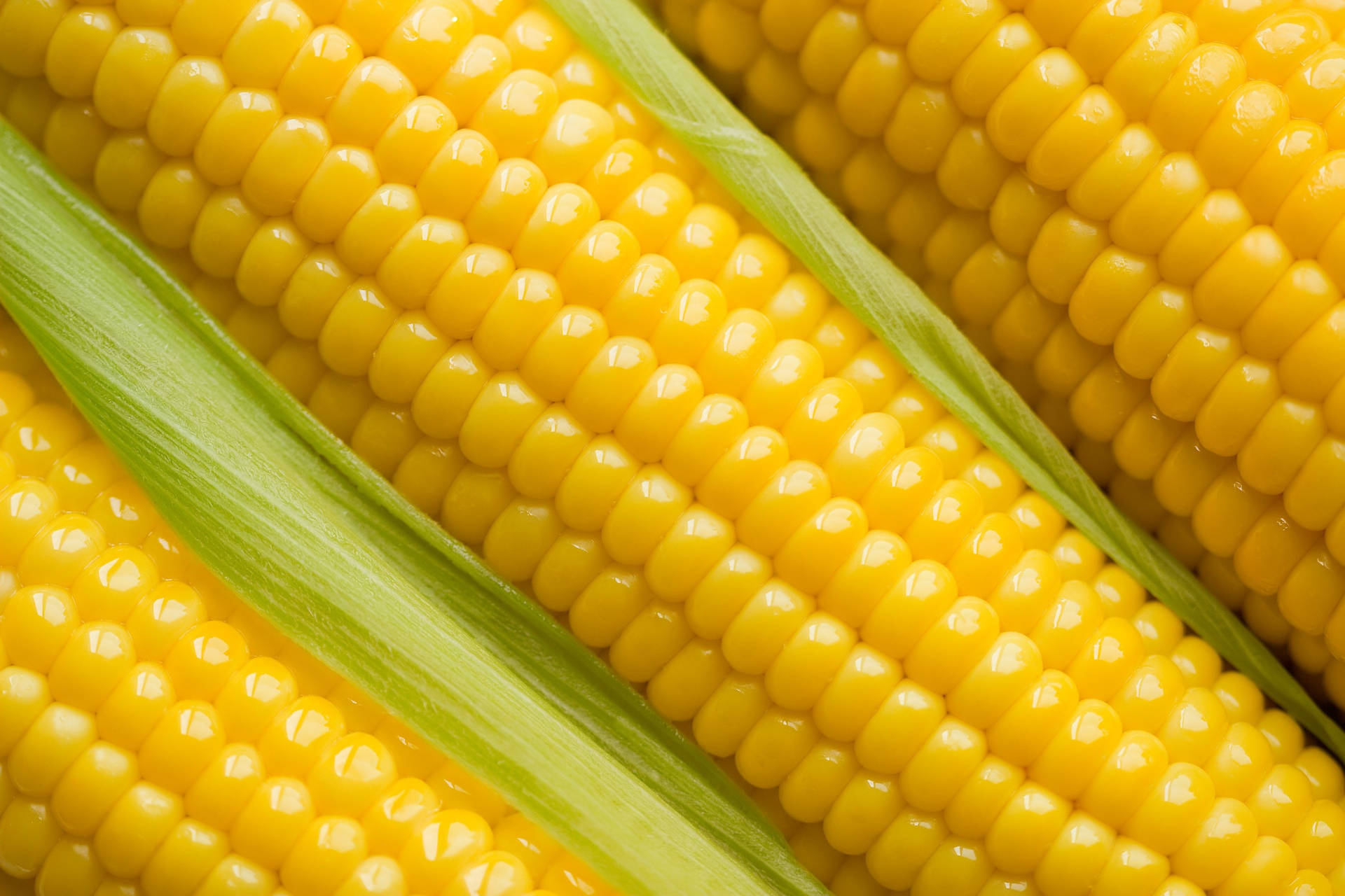 Bright Yellow Kernel Sweet Corns