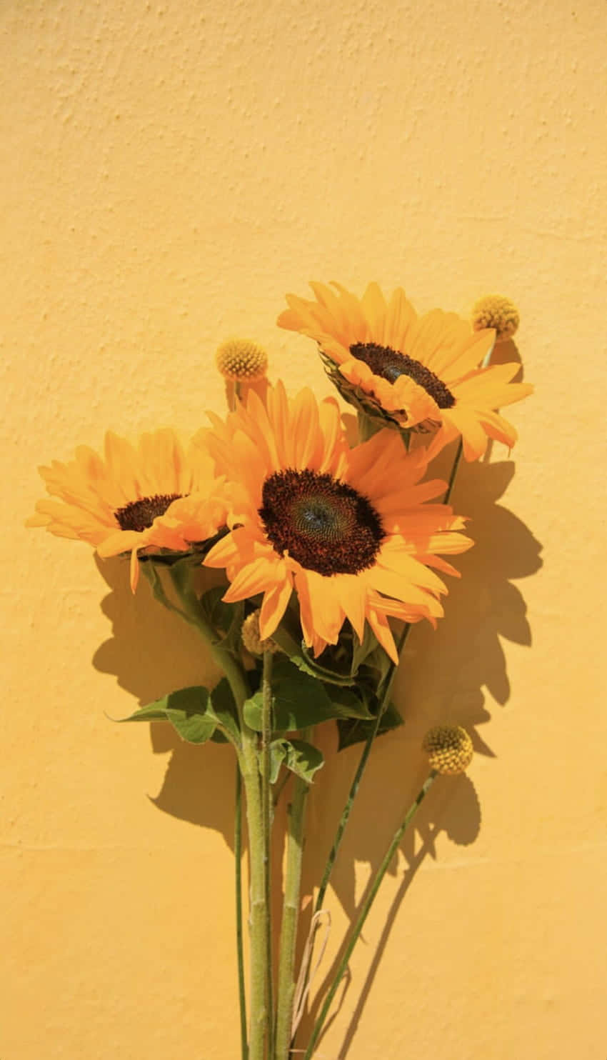 Bright Yellow Sunflowers Blooming In The Sun Background