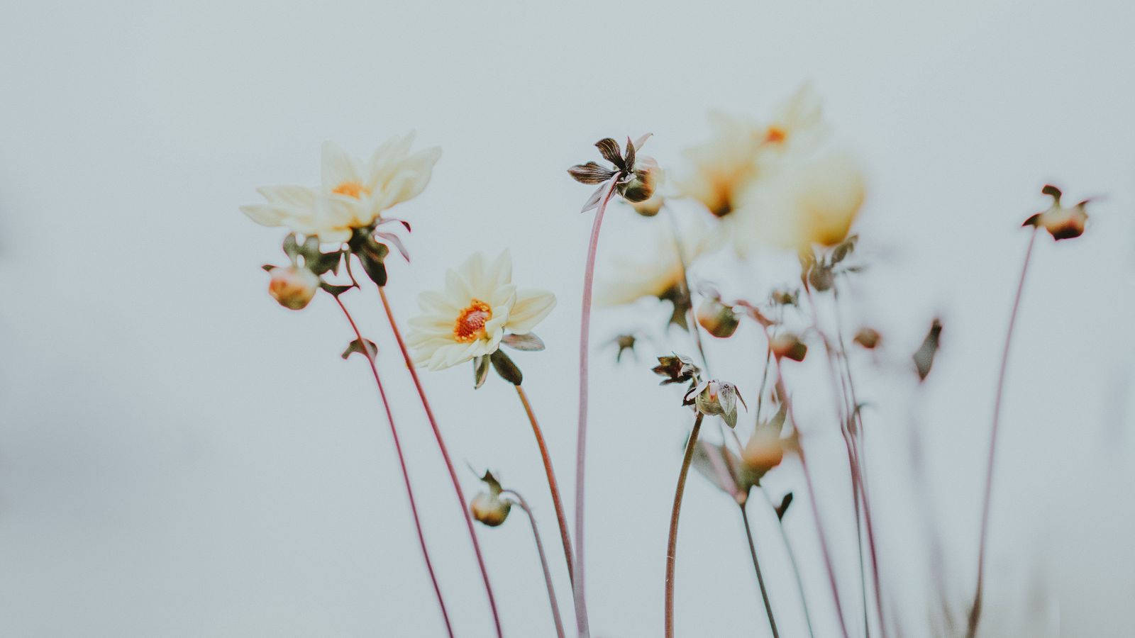 Brighten Any Work Day With A Minimalist Flower Computer.