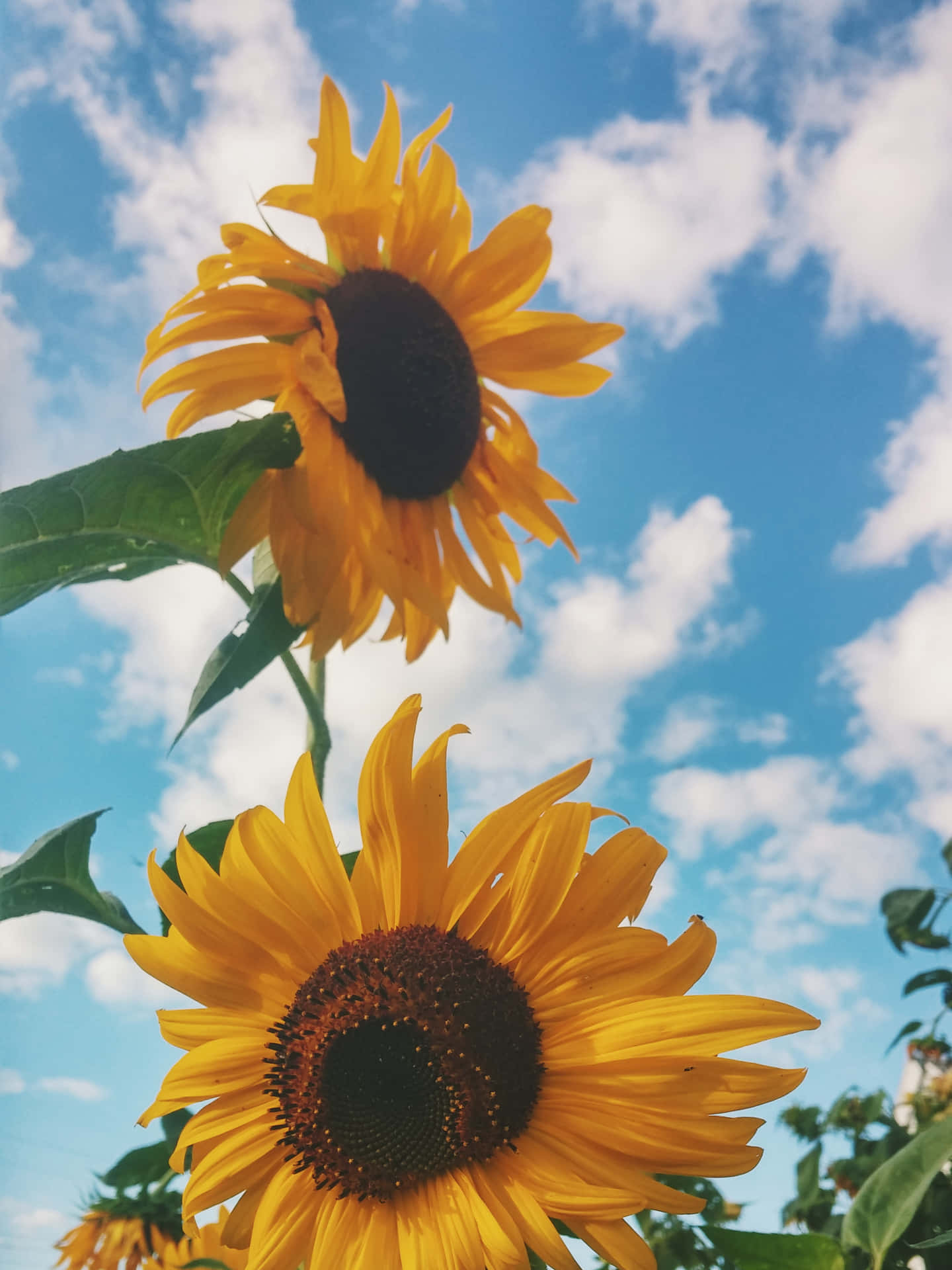 Brighten Up Any Day With A Vibrant Sunflower Background