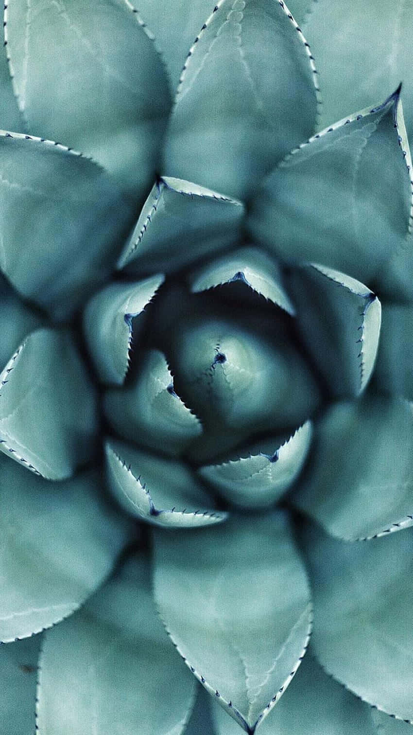 Brighten Up Any Time With This Succulent Iphone Wallpaper Background