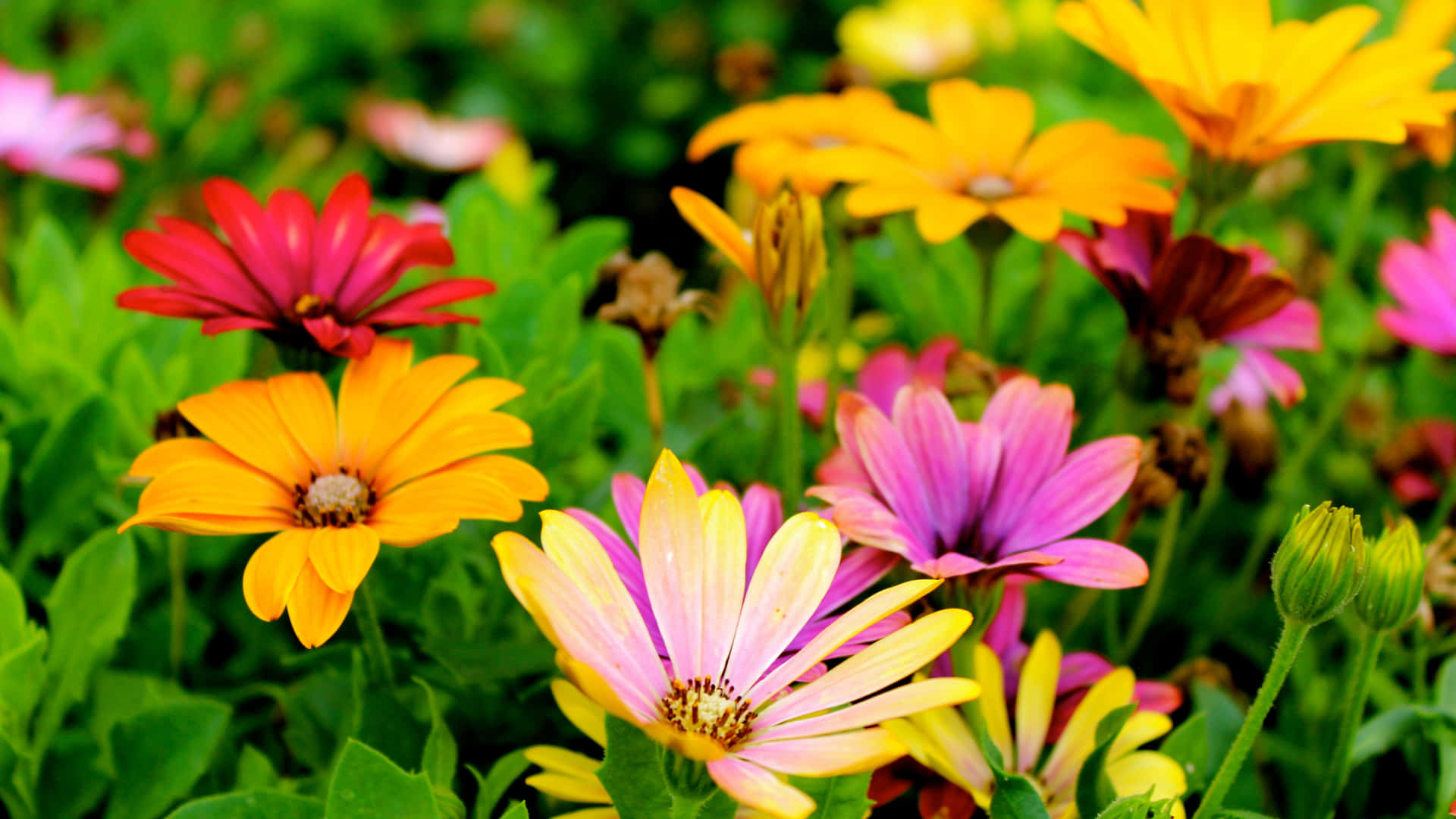 Brighten Up The Room With These Oh-so-pretty Colorful Daisies! Background