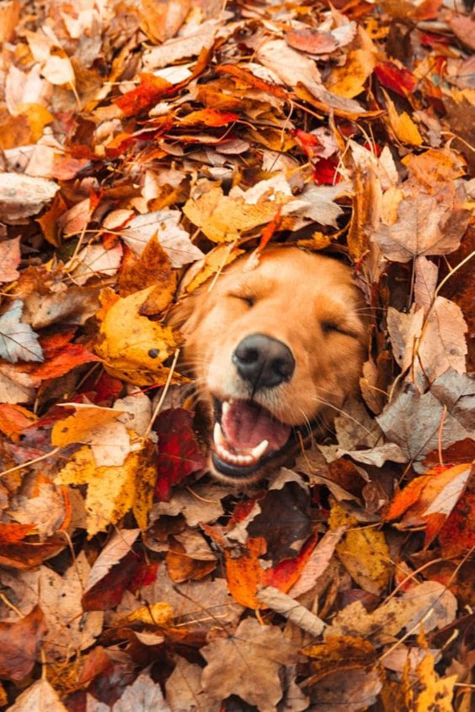 Brighten Up Your Autumn With This Stunning Pinterest Inspired Autumn Landscape. Background