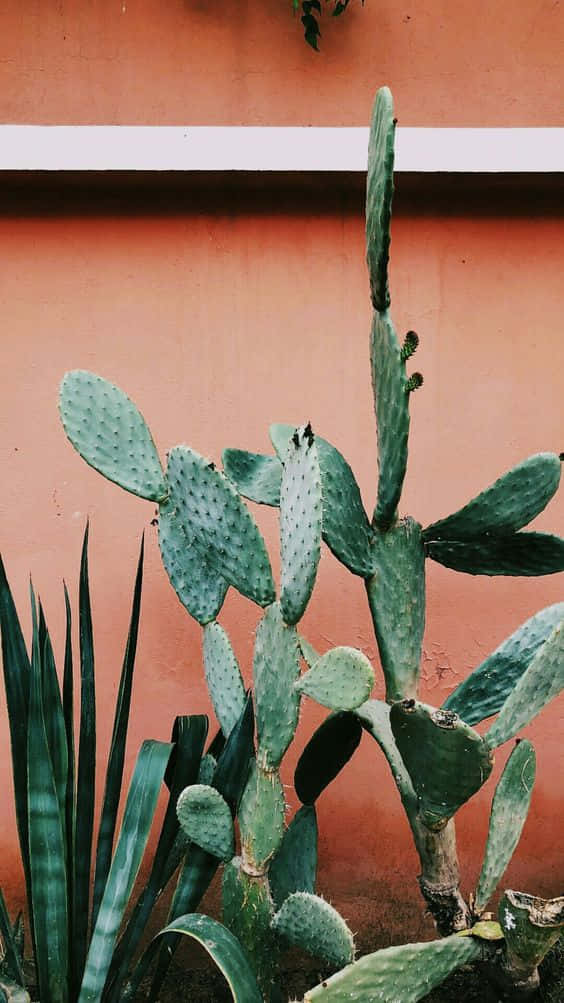 Brighten Up Your Day With A Cactus Iphone Case Background