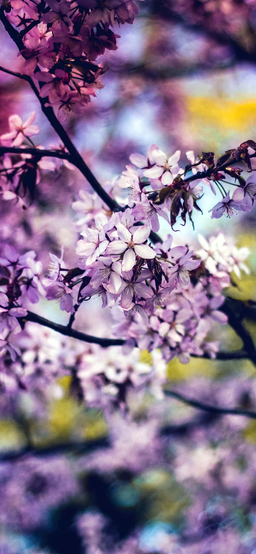 Brighten Up Your Day With A Rainbow Flower Background