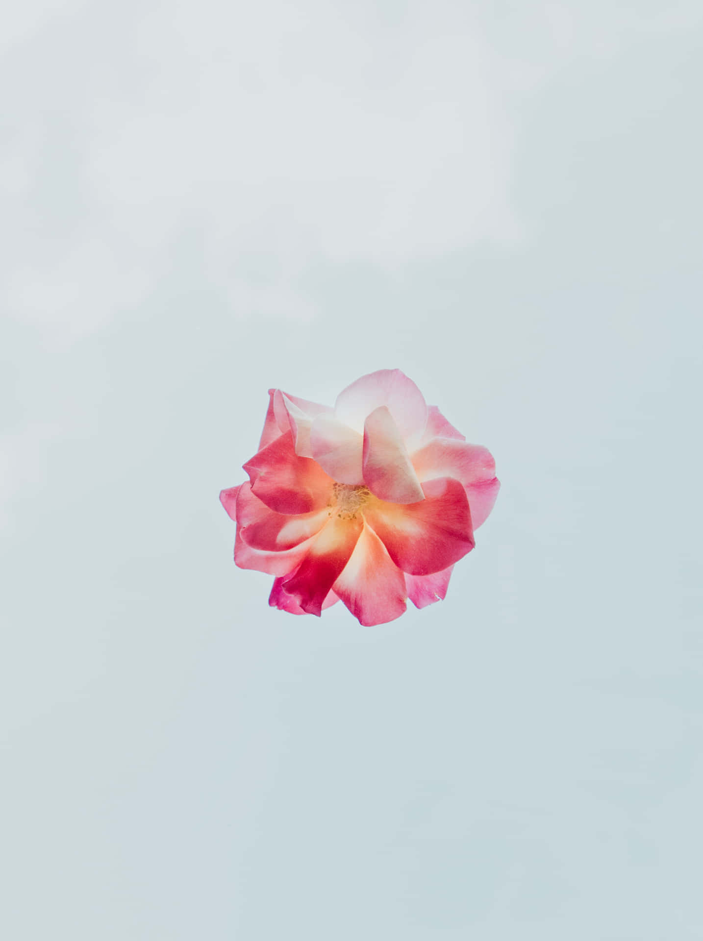Brighten Up Your Day With A Simple Flower Background
