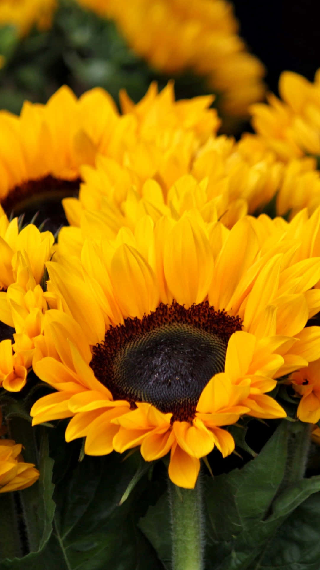 Brighten Up Your Day With A Sunflower Phone! Background