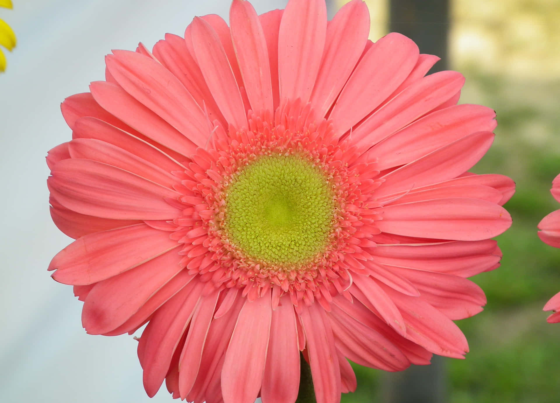 Brighten Up Your Day With These Colorful Daisies Background