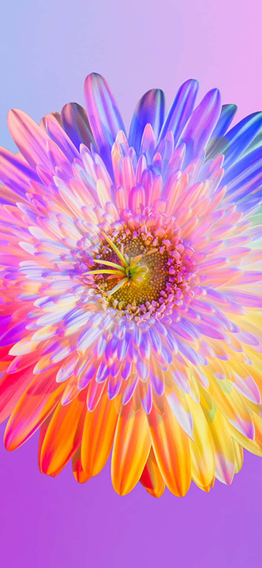 Brighten Up Your Day With This Beautiful Rainbow Flower Iphone Wallpaper! Background