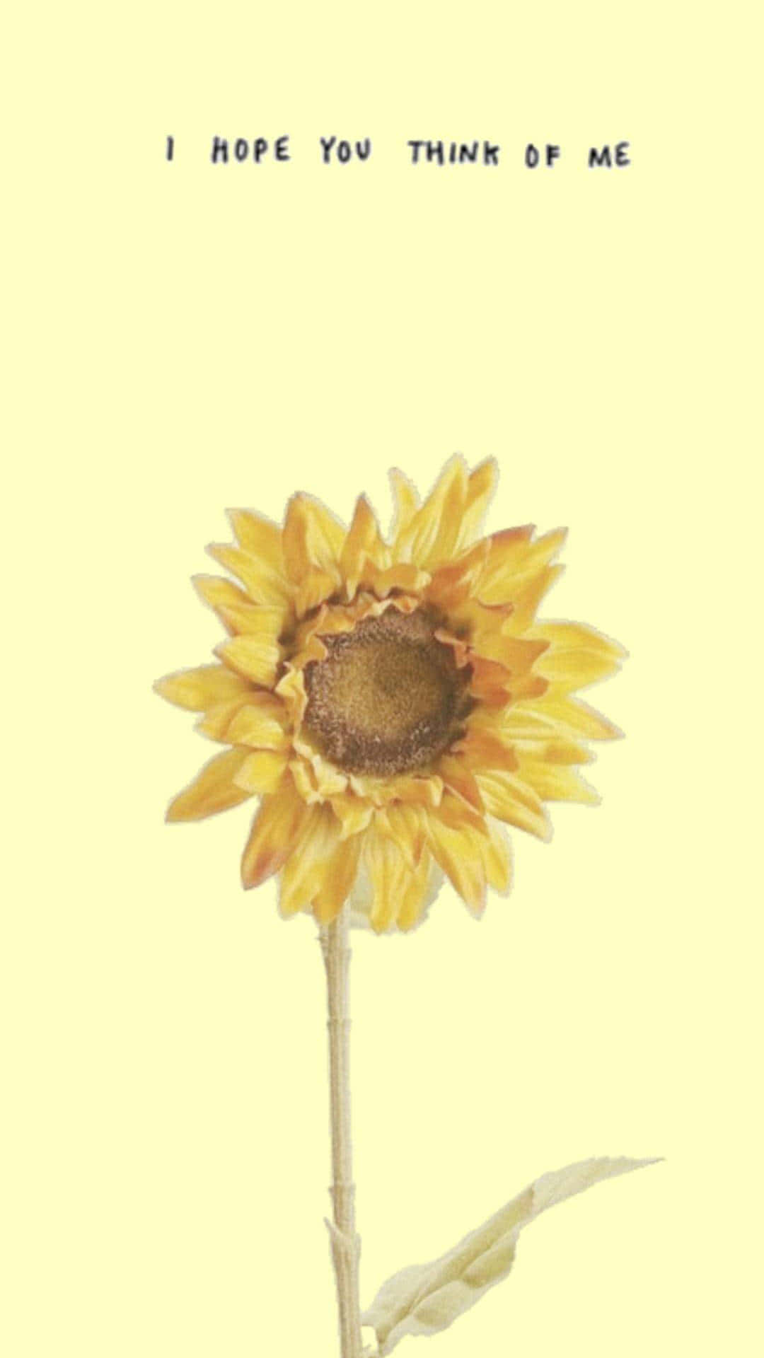 Brighten Up Your Day With This Beautiful Sunflower Aesthetic Iphone Wallpaper Background