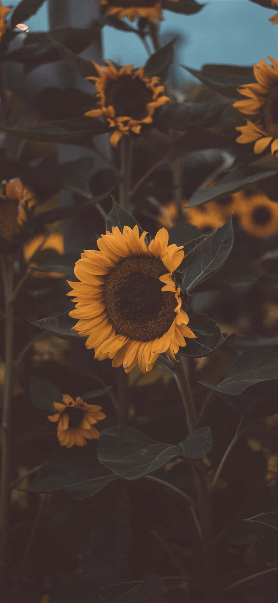 Brighten Up Your Day With This Cute Iphone Flower Background