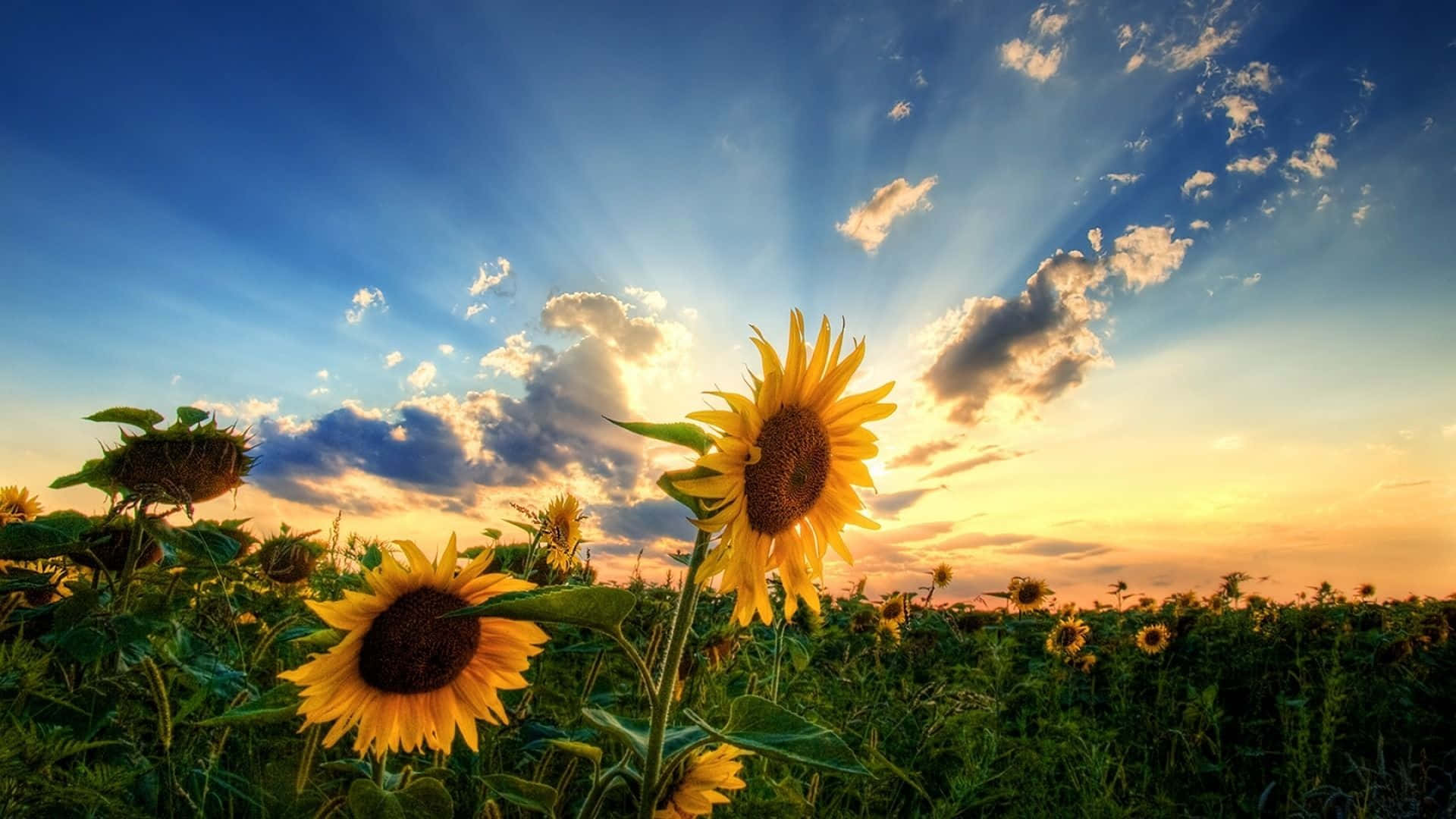 Brighten Up Your Day With This Cute Sunflower! Background