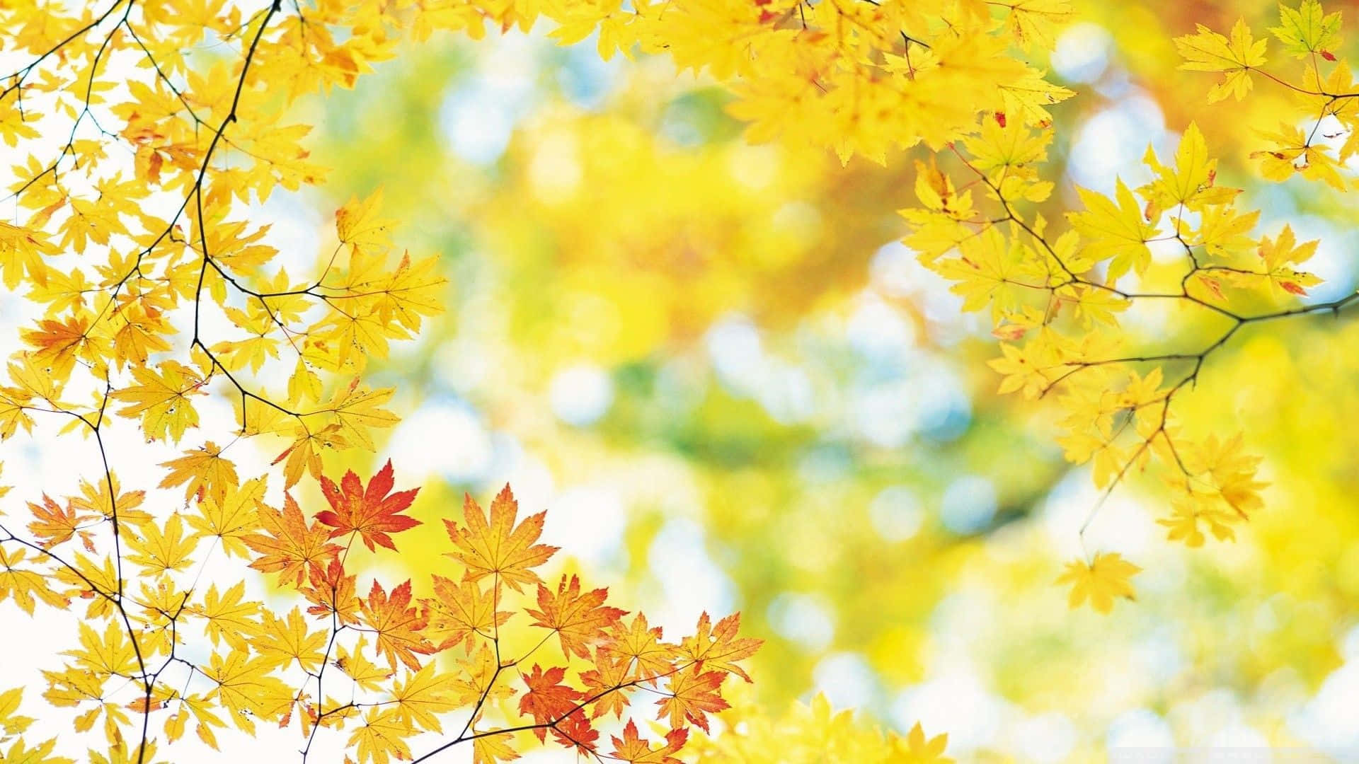 Brighten Up Your Day With This Cute Yellow Wallpaper! Background