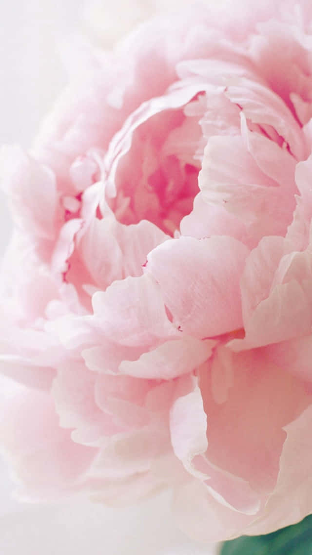 Brighten Up Your Day With This Light Pink Floral Pattern On Your Iphone Background