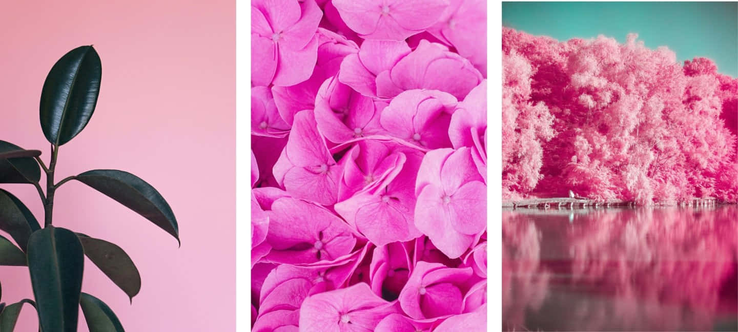 Brighten Up Your Day With This Pink Cool Aesthetic Background