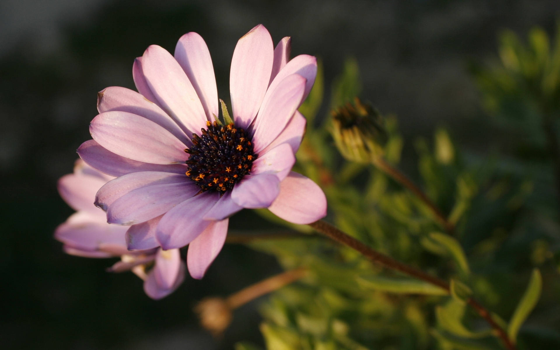 Brighten Up Your Day With Zoom Flowers