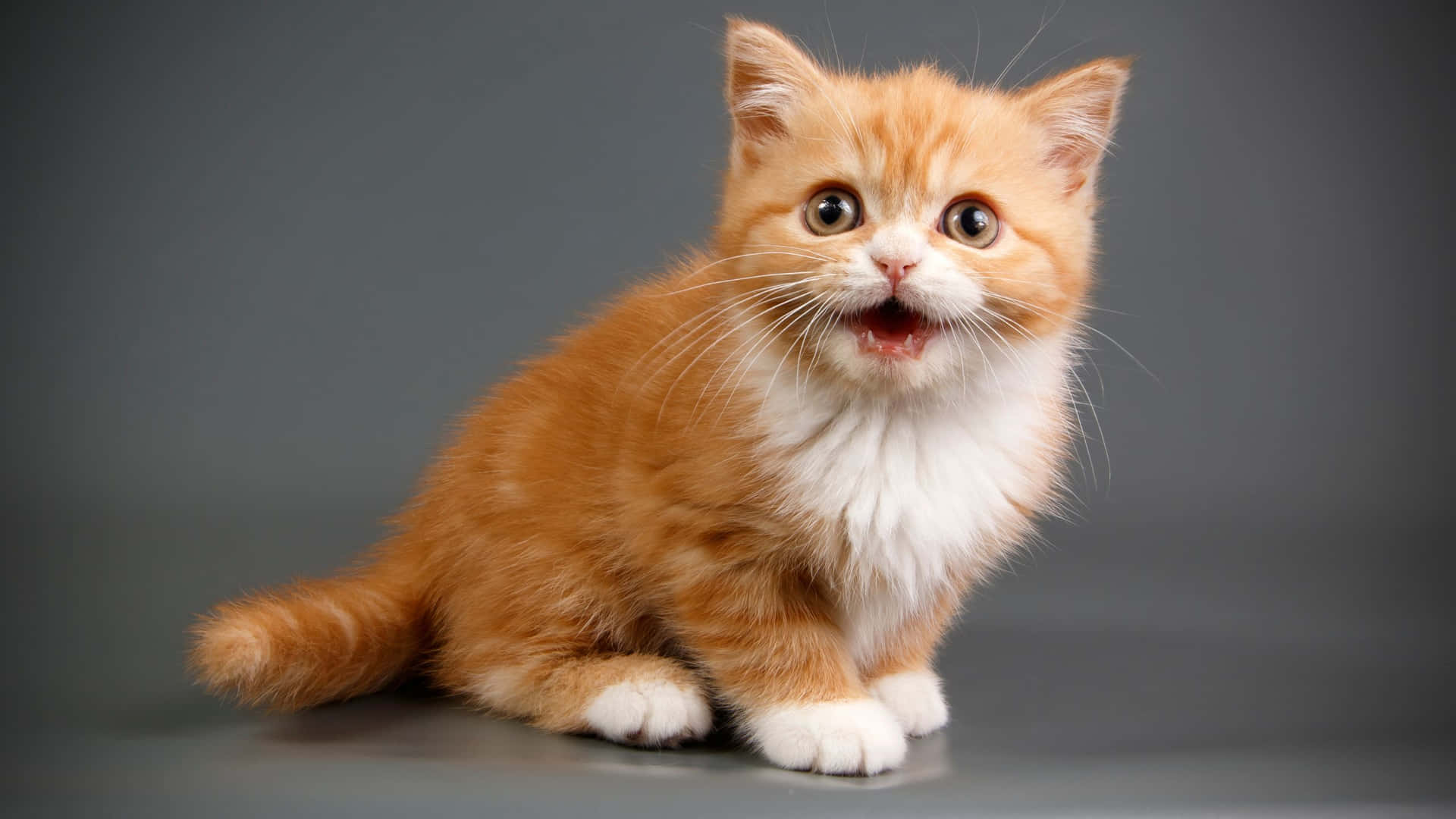 Brighten Up Your Home With Cool Gray Wallpaper