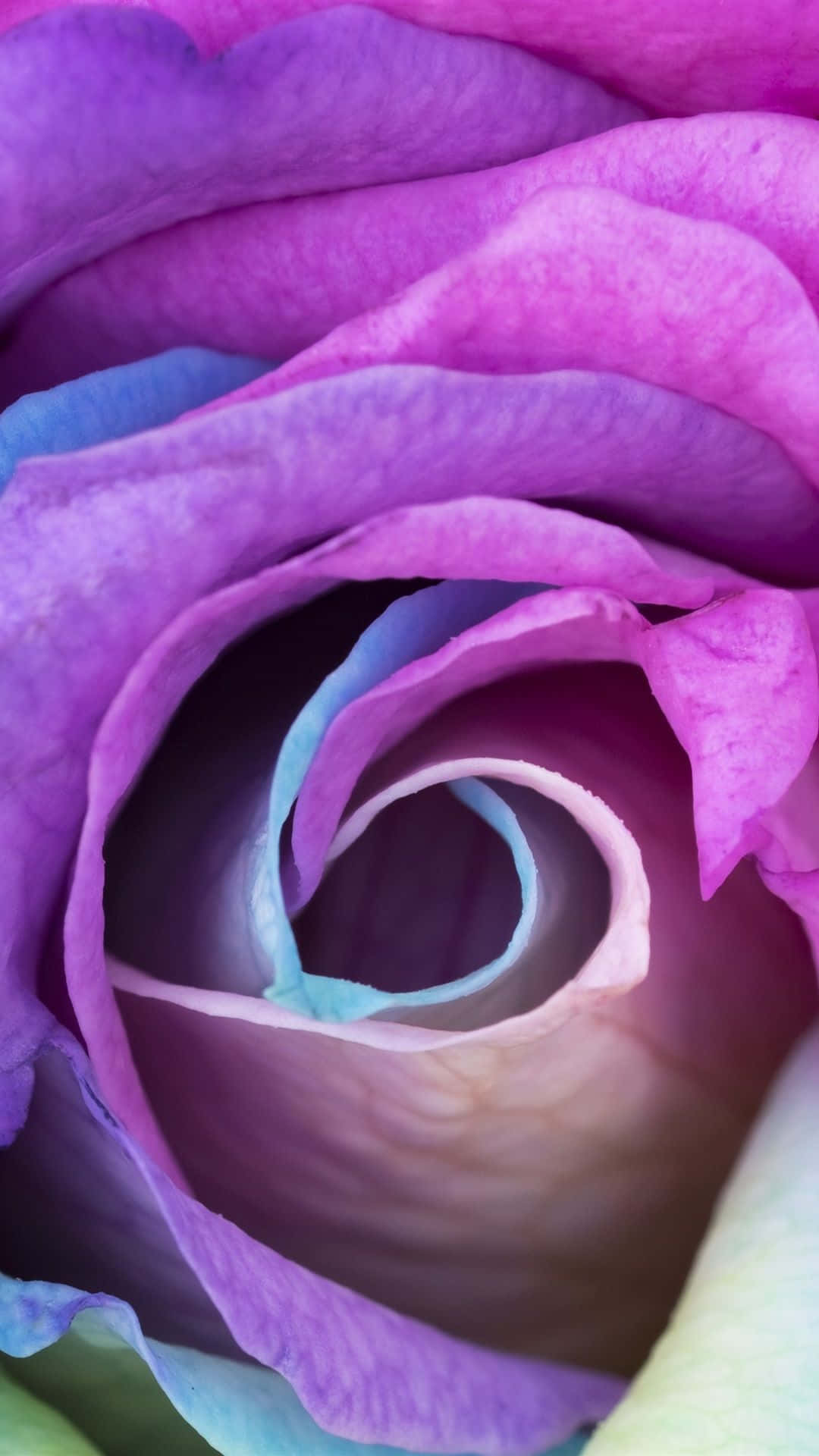 Brighten Up Your Phone - A Rainbow Flower For Your Iphone. Background