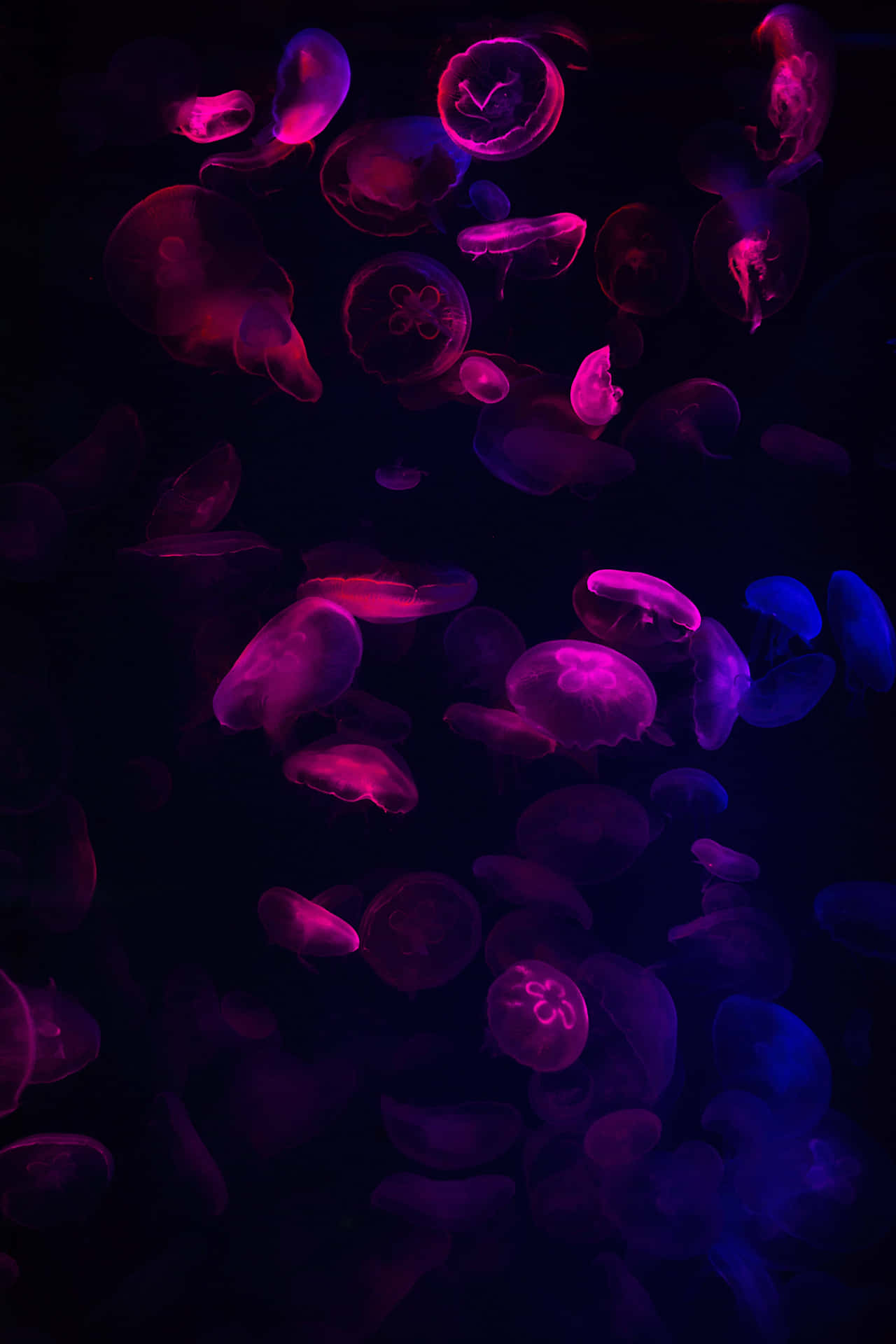 Brighten Up Your World With This Neon Pink And Blue Background! Background