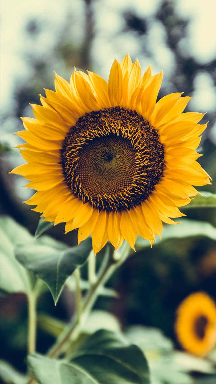 Brighten Your Day With A Beautiful Cute Sunflower Background