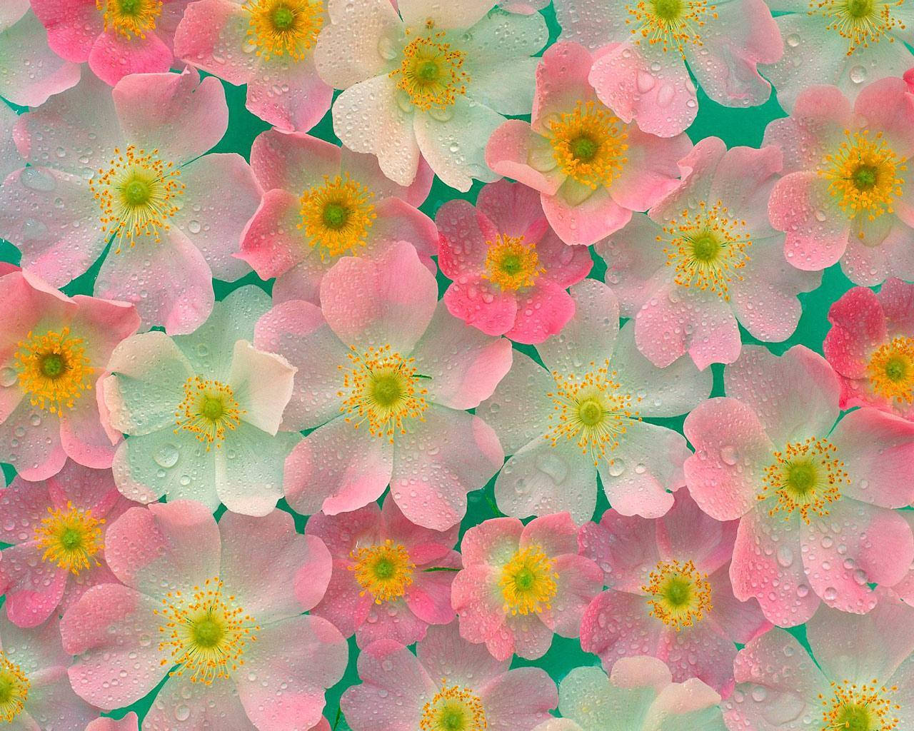 Brighten Your Day With A Cute Spring Phone Background