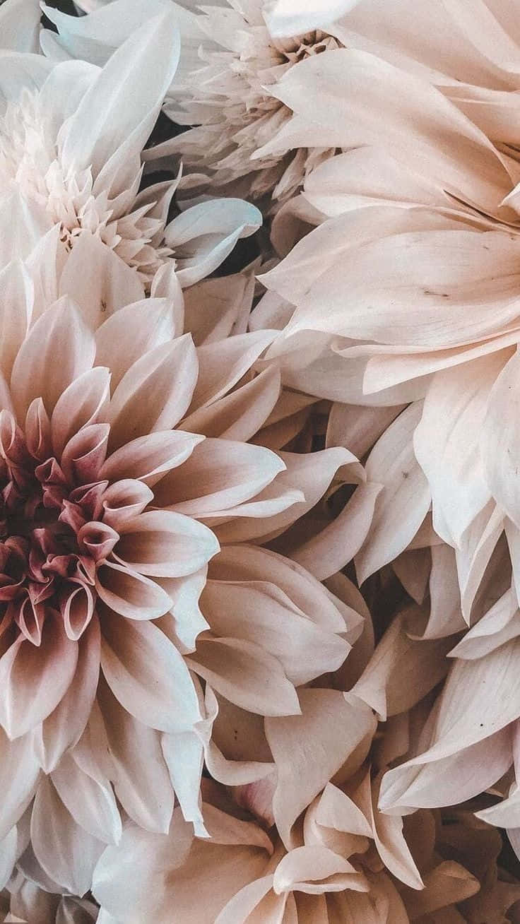 Brighten Your Day With Floral Aesthetics On Your Iphone