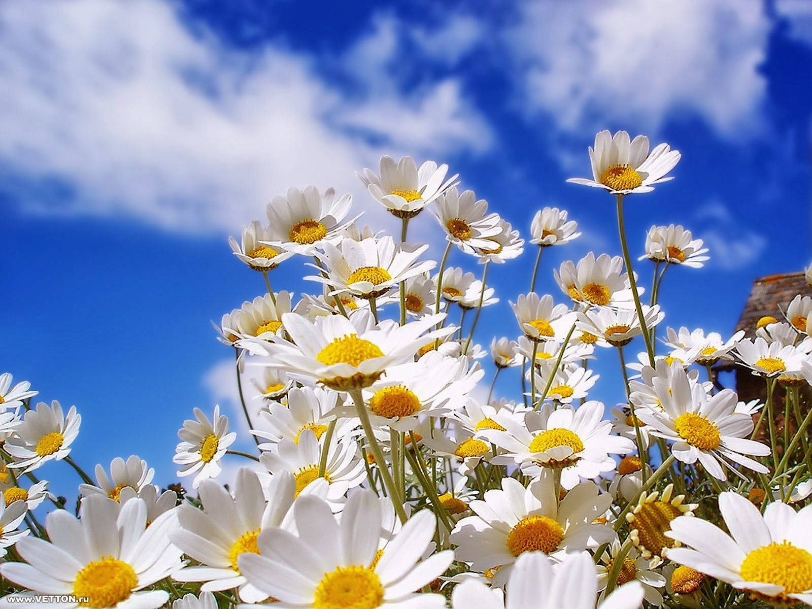 Brighten Your Day With Sunflowers And Roses Background