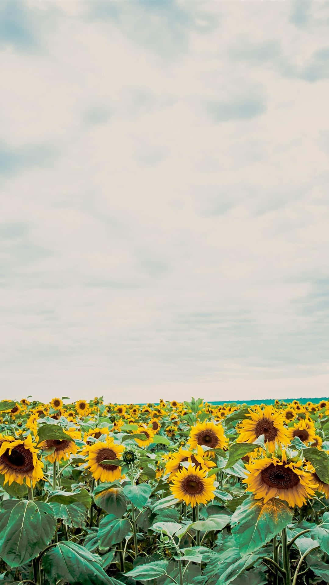 Brighten Your Day With This Sunshine-inspired Sunflower Aesthetic Iphone Wallpaper Background