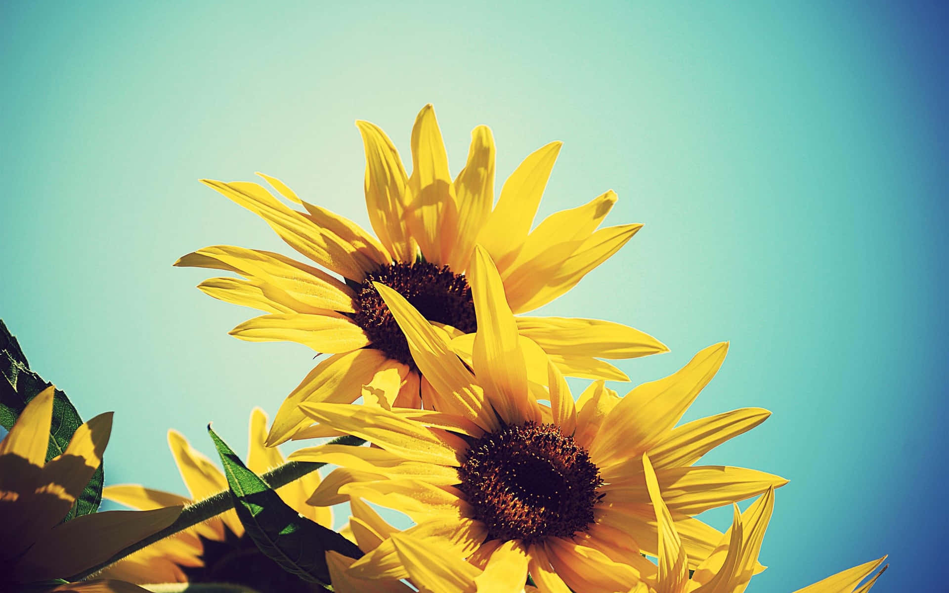 Brighten Your Room With A Sunflower Yellow Aesthetic Background