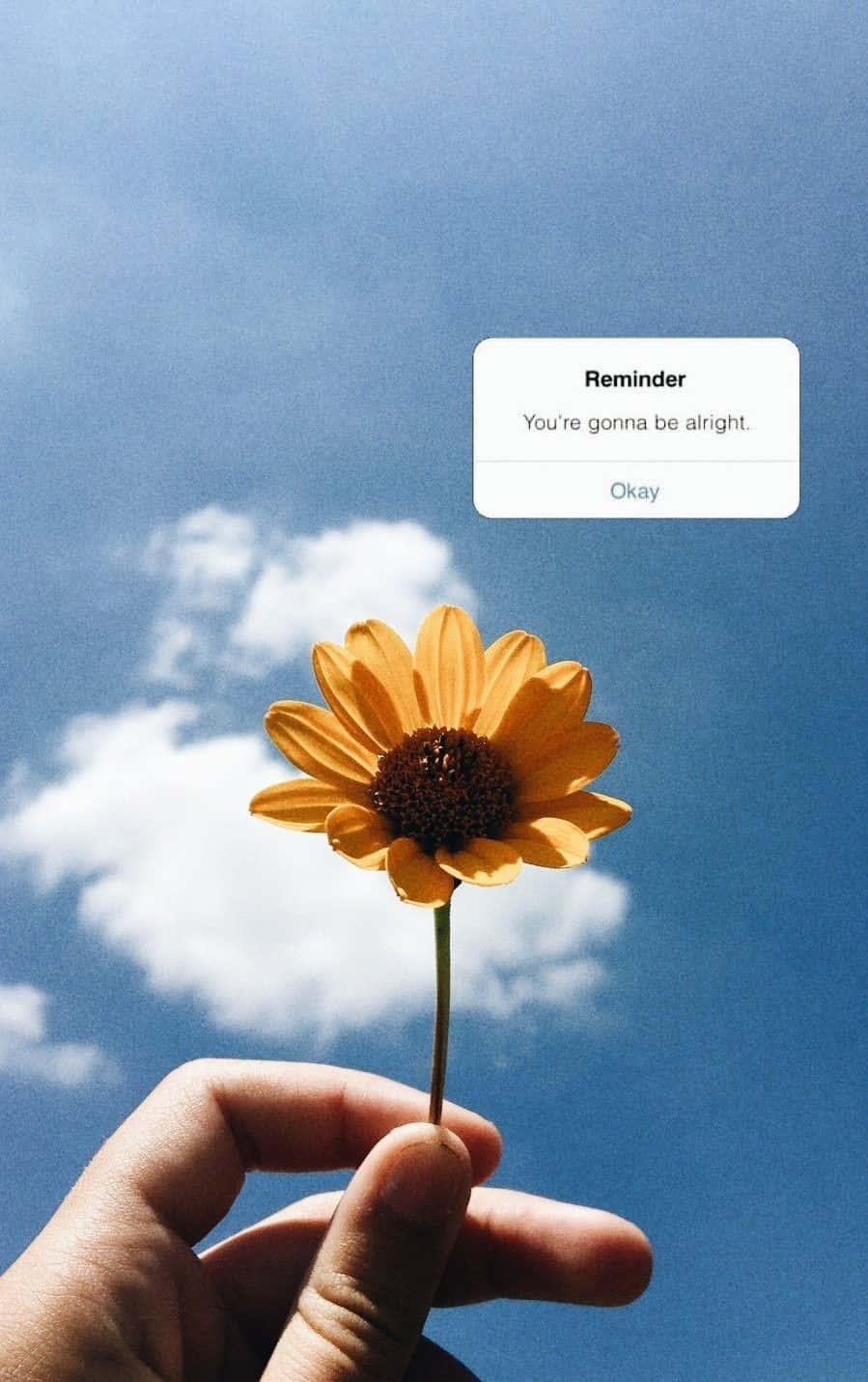 Brightening Up Your Day — A Sunny Sunflower Aesthetic For Your Iphone Background