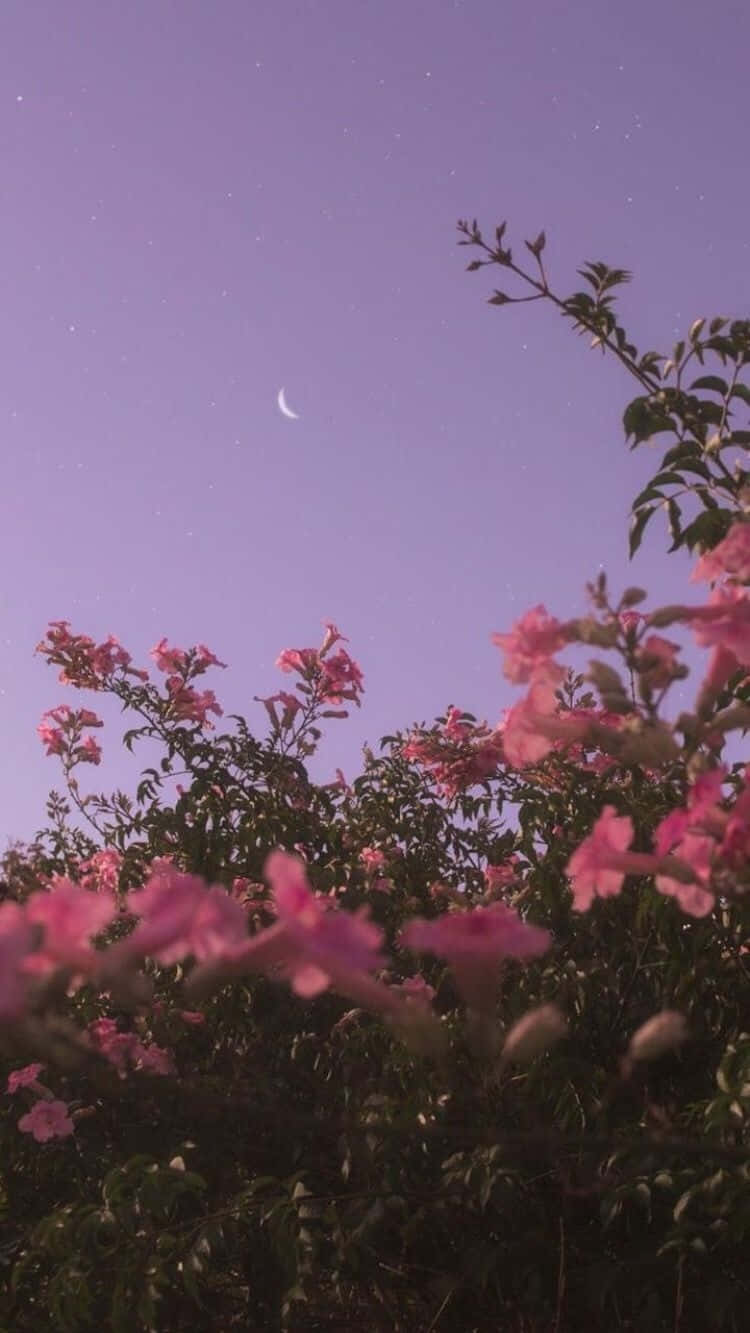 Brighter Days Ahead With This Beautiful Floral Aesthetic Iphone! Background