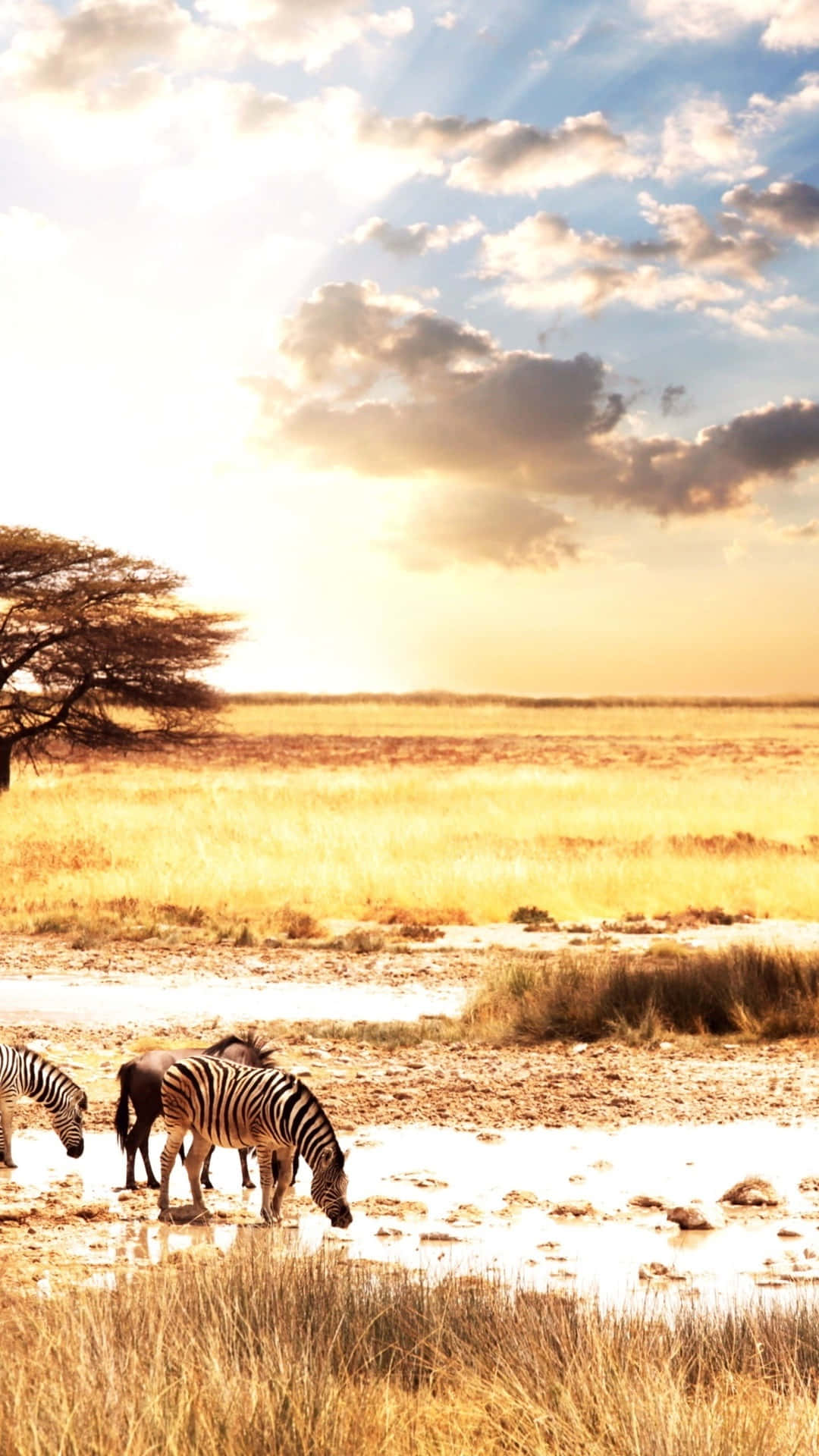 Brightly Colored Animals On An Iphone Screen Background
