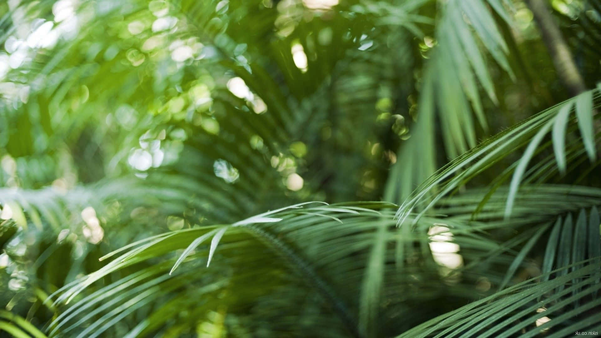 Brightly Colored Tropical Leaves Desktop Background