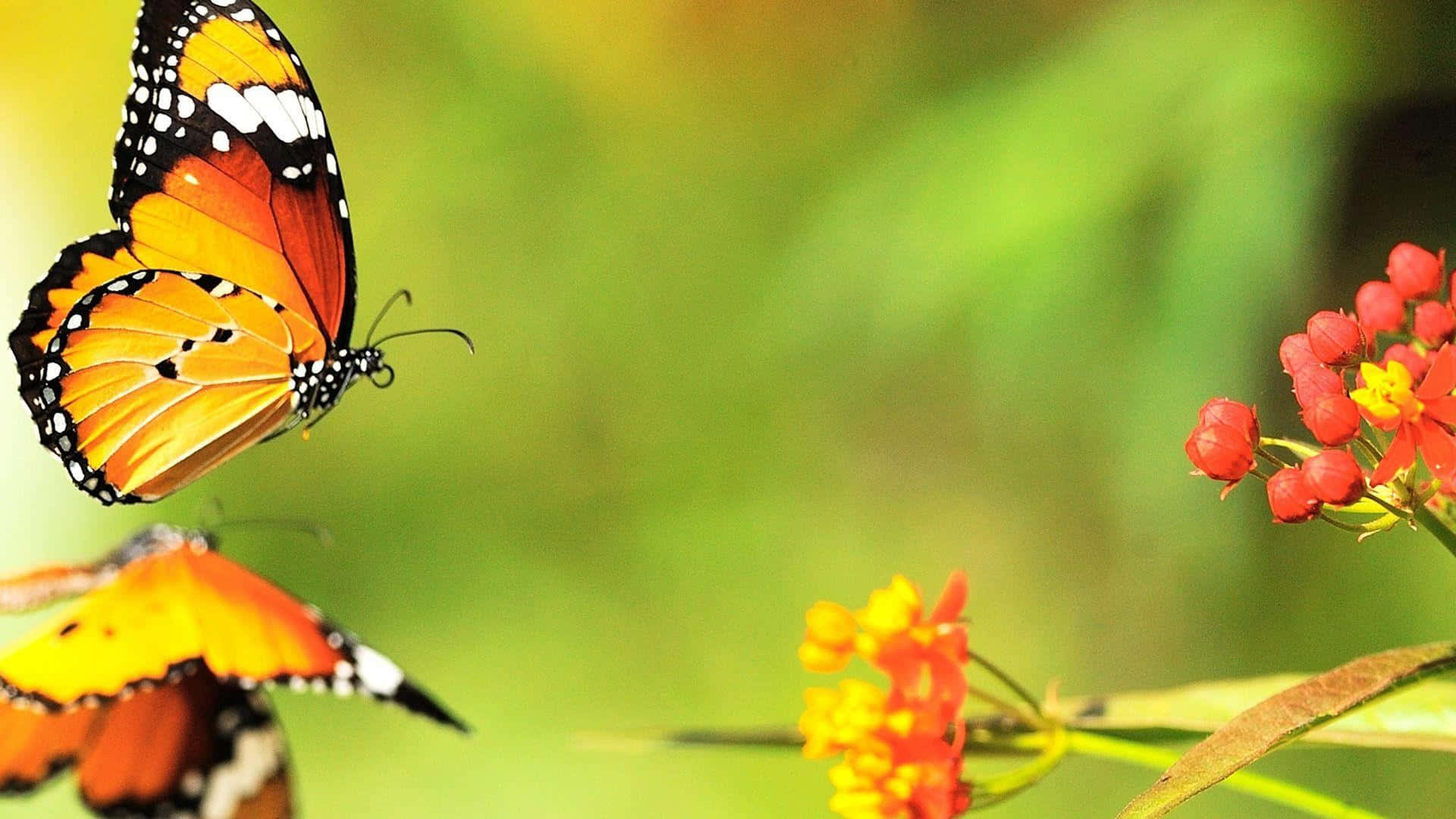 Brightly Coloured Butterfly Accentuating Your Desktop Background