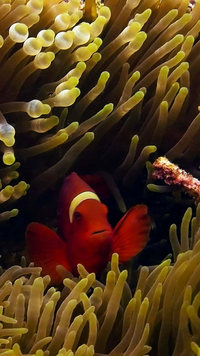Brightly Coloured Clownfish Enjoys A Peaceful Setting Background