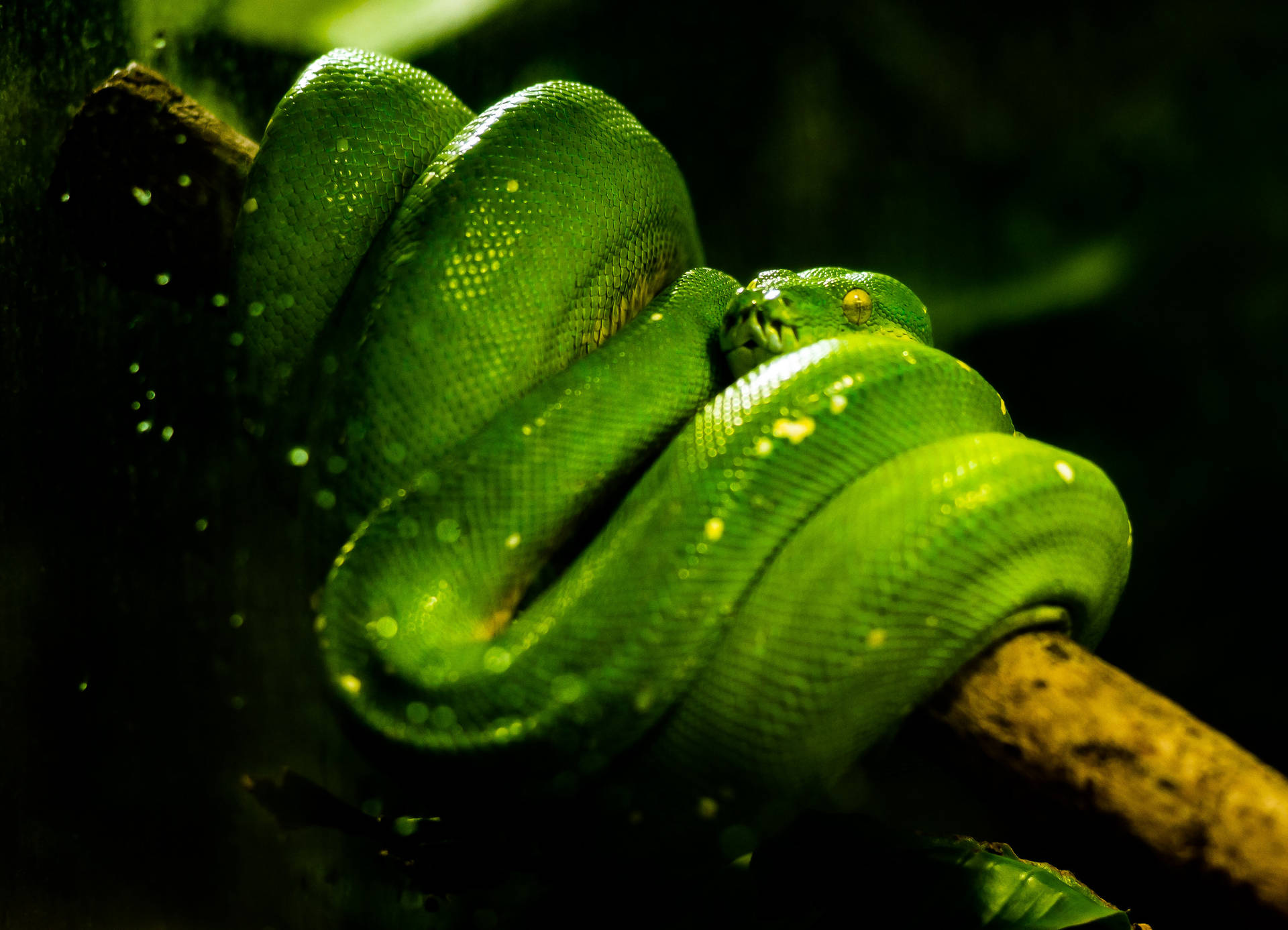 Brilliant Coiled Up Green Snake Background