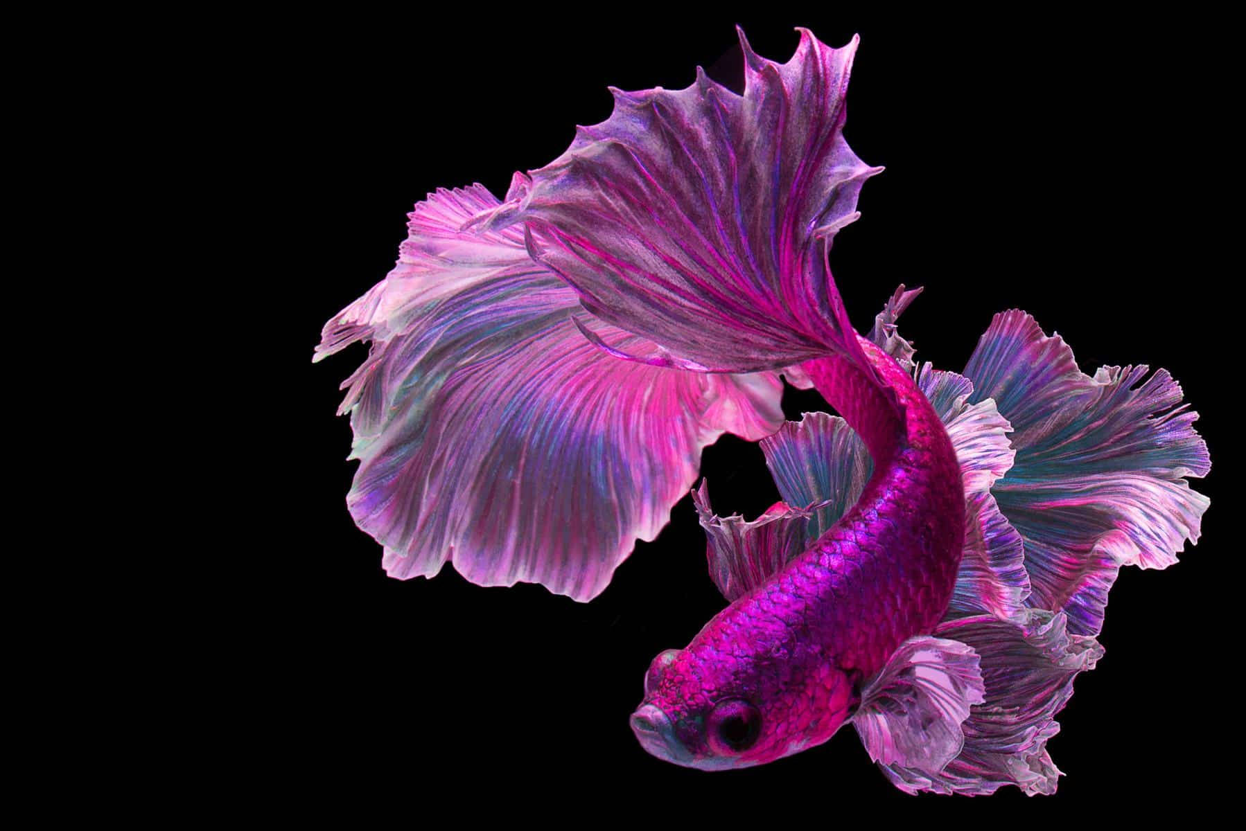 Brilliant Hues Of A Fuschia Betta Fish Background