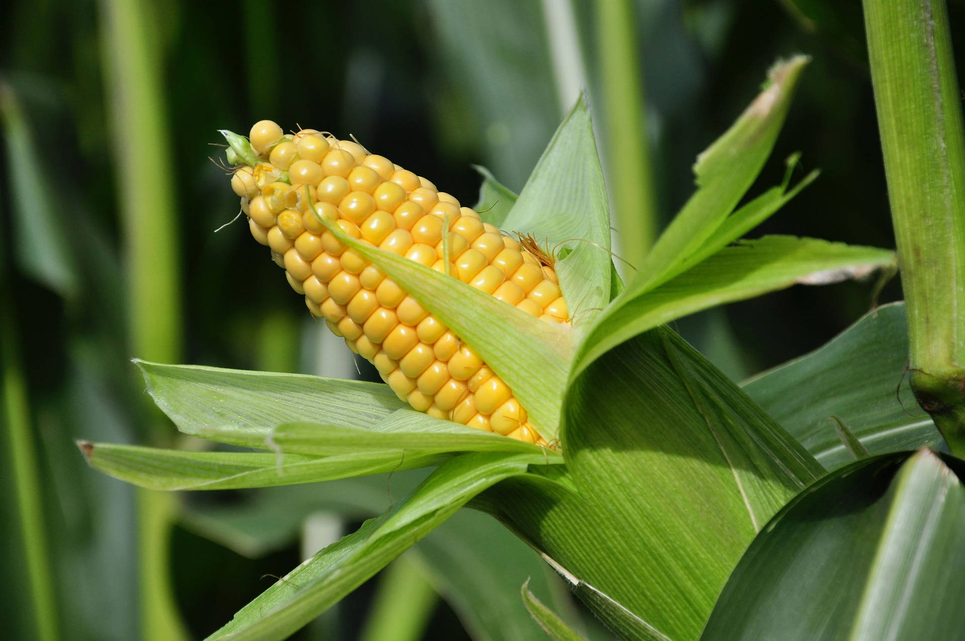 Brilliant Hues Of Golden Yellow Corn Kernels