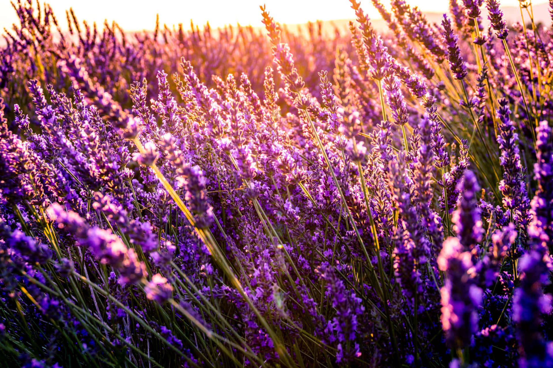 Brilliant Lavender Flowers And Grass Field Background