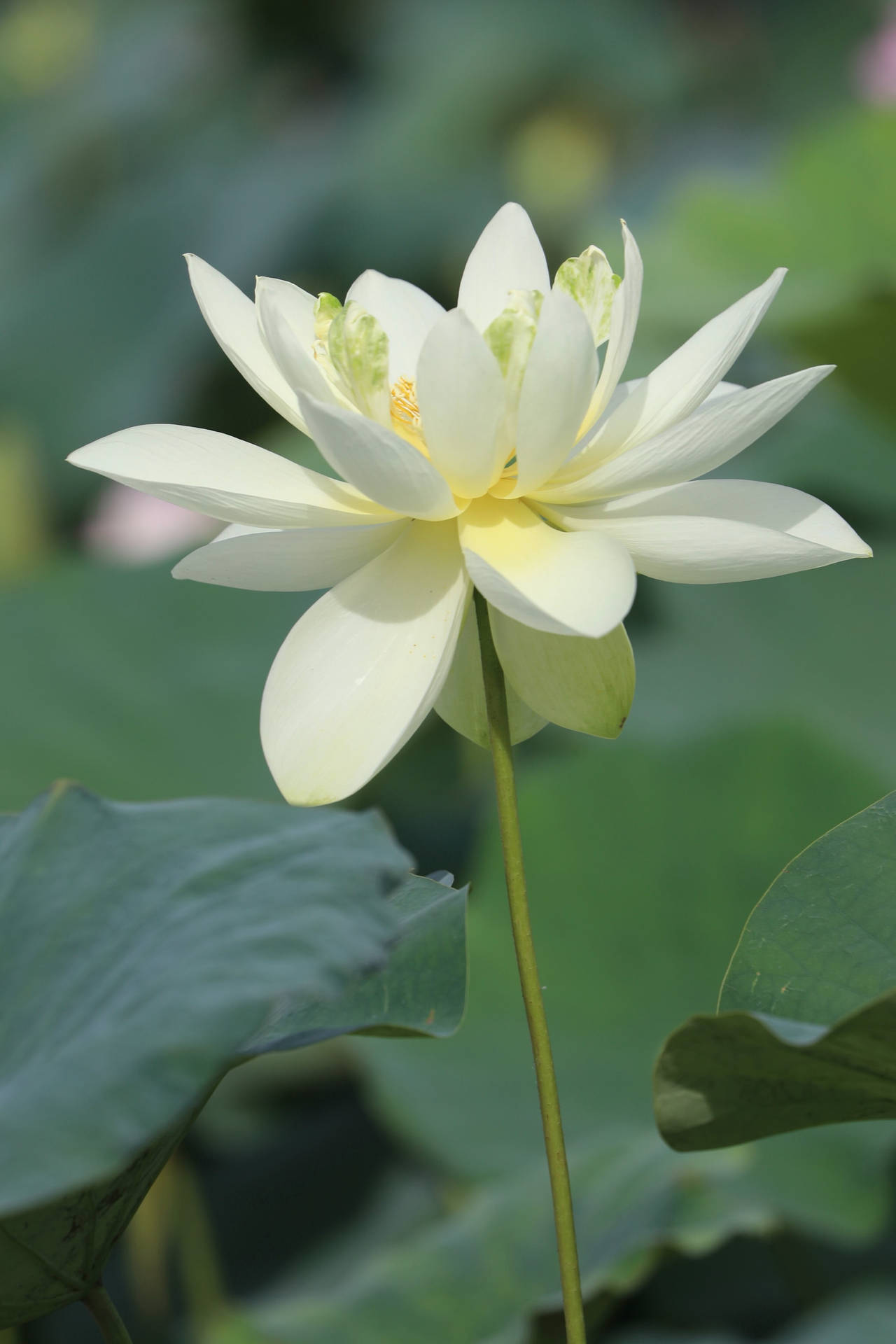 Brilliant White Lily Background